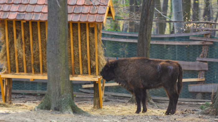 Tužne vesti sa Fruške gore: Uginuo Đuka bizon, u stadu ostale četiri ženke