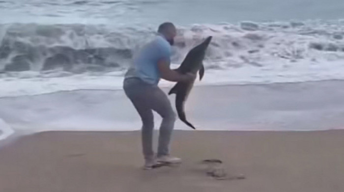 More izbacilo bebu delfina na plažu Jaz, Budvanin ga spasio