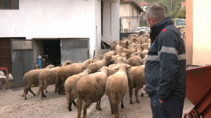 "Subvencije su veće, ali je važno da budu adekvatno usmerene": Koje mere primeniti za poboljšanje stanja u stočarstvu?