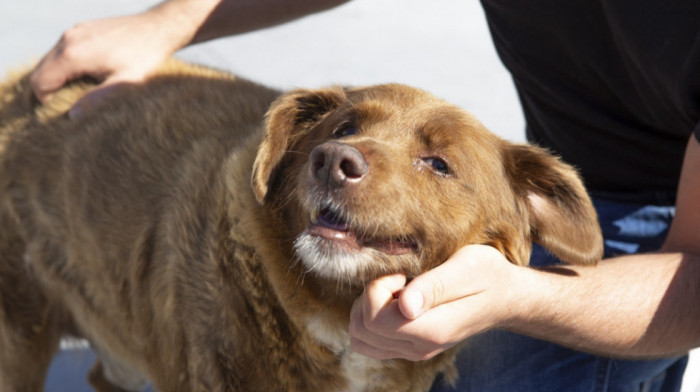 Uginuo najstariji pas na svetu, 31-godišnji Bobi iz Portugala