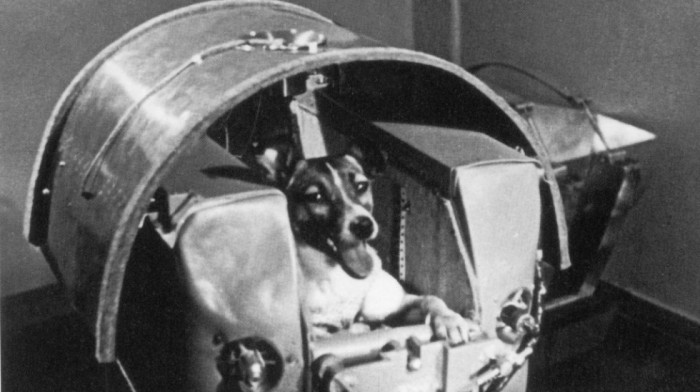 Istorija četvoronožnih astronauta: Kako je Lajka postala najpoznatiji "svemirski pas"