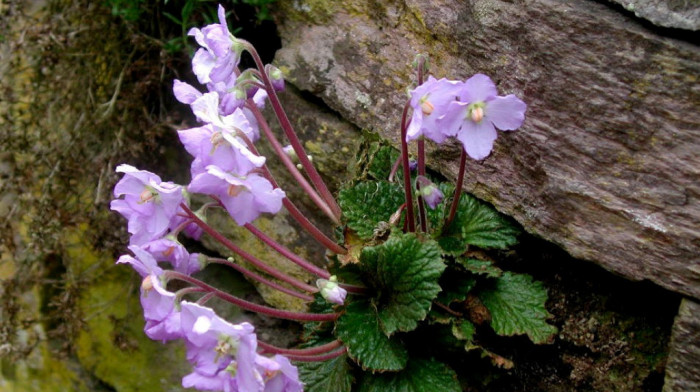 Priča o Natalijinoj ramondi: Kako je cvet postao simbol Dana primirja i večnog sećanja na herojstvo
