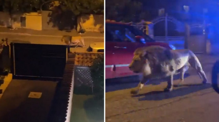 Uhvaćen lav zbog kojeg su se stanovnici italijanskog gradića zabarkidirali u kuće