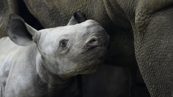 Zoo vrt u Velikoj Britaniji slavi rođenje istočnog crnog nosoroga, jednog od najređih sisara
