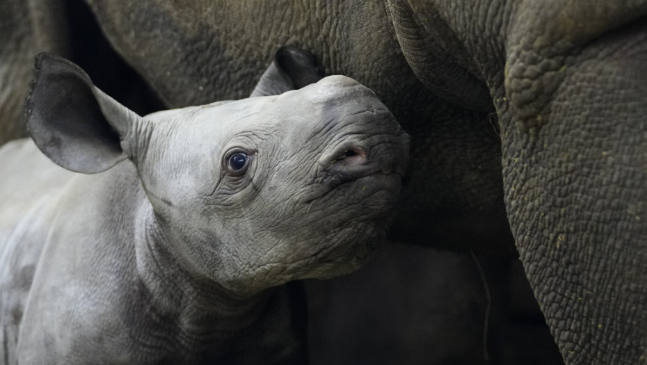 Zoo vrt u Velikoj Britaniji slavi rođenje istočnog crnog nosoroga, jednog od najređih sisara
