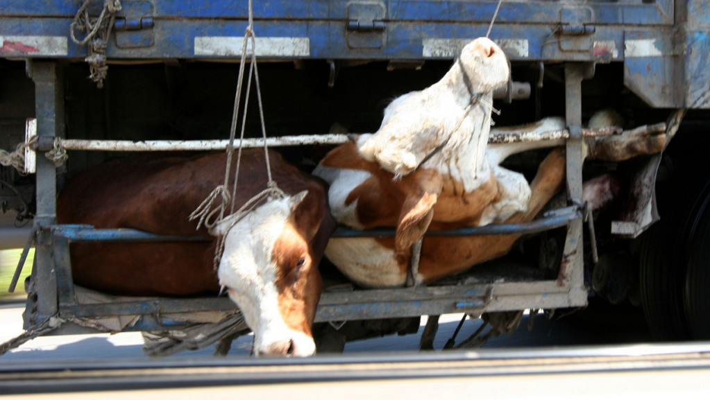 Gardijan: Otkrivena uloga EU u "okrutnoj" trgovini životinja