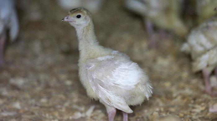 Proglašena epidemije ptičjeg gripa na farmama u Poljskoj