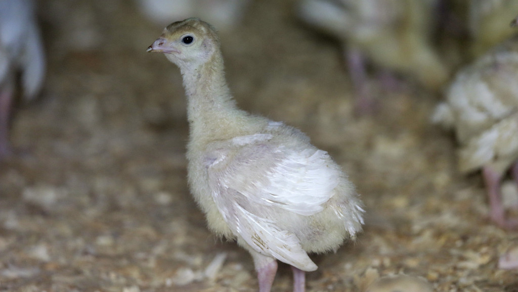 Proglašena epidemije ptičjeg gripa na farmama u Poljskoj