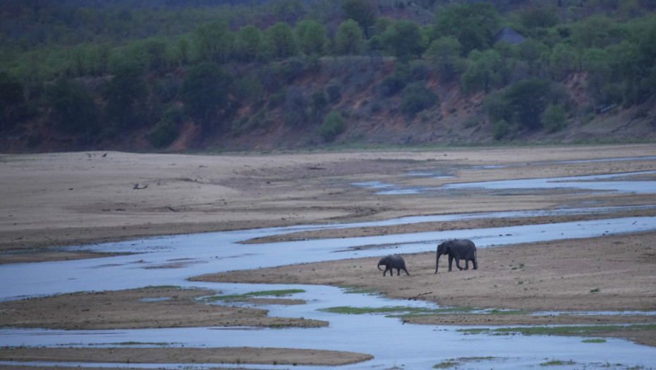 Klimatske promene izazvale sušu u Zimbabveu: Desetine slonova uginulo od žeđi u Nacionalnom parku Hvange