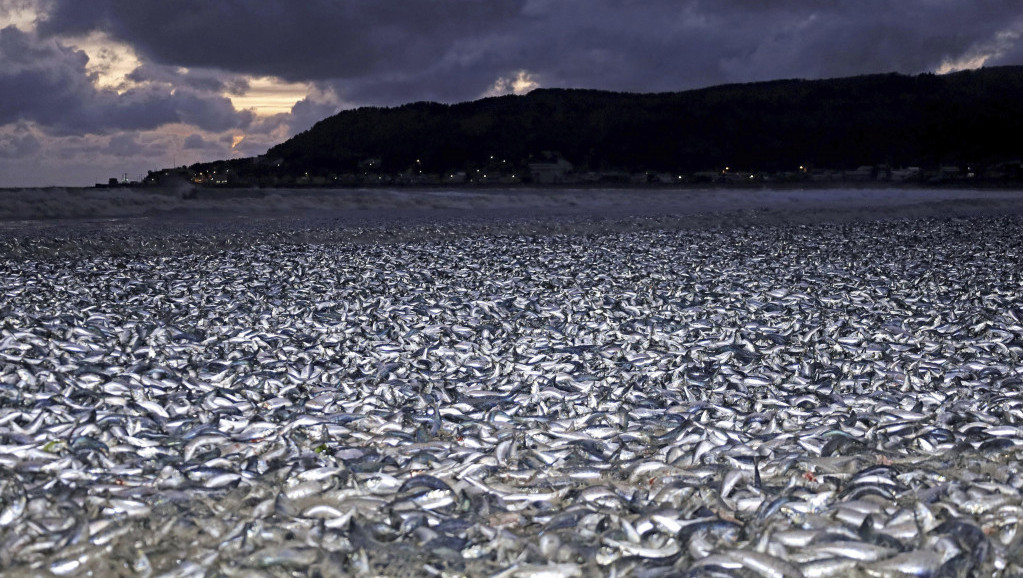 Nekoliko hiljada tona uginule ribe se pojavilo na obalama Japana