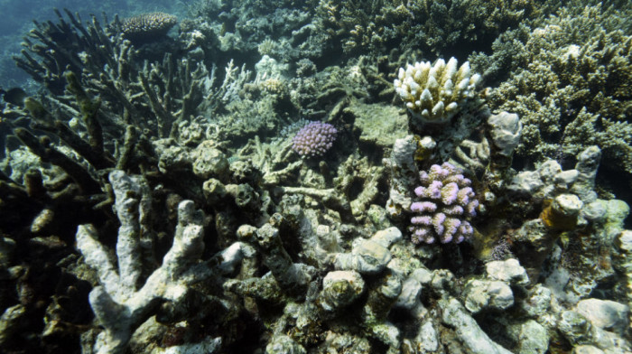 Koralna ostrva u Australiji u opasnosti: Smanjenje upotrebe fosilnih goriva moglo pomoći da se uspori njihov nestanak