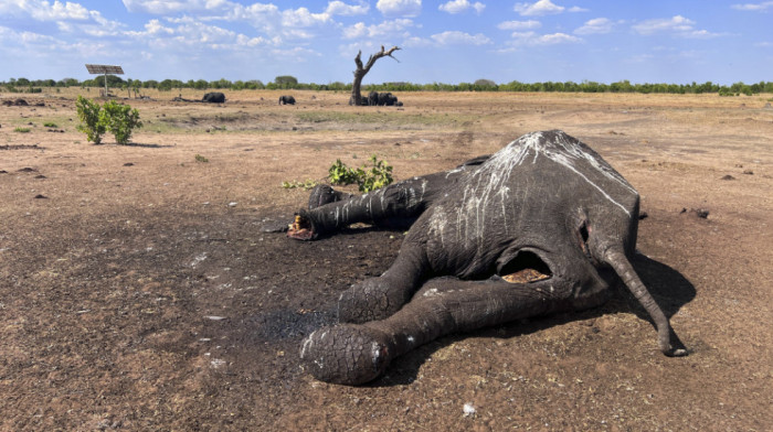 Suša u Zimbabveu: Najmanje 100 slonova uginulo u nacionalnom parku