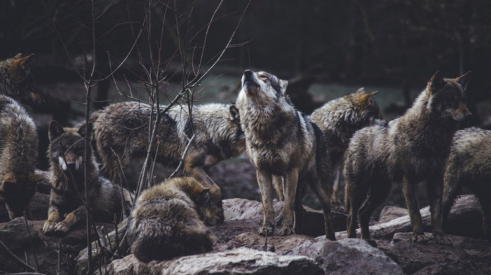 Holandski sud dozvolio pucanje pejntbol puškama na vukove radi zastrašivanja -zabrana lova ostaje