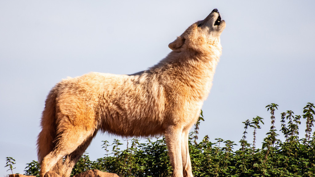 Prema analizi raste broj vukova u Holandiji, DNK analiza otkrila 131 jedinku