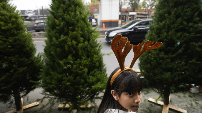 Od tradicije do ekologije: Koje jelke za Novu godinu biraju Beograđani i kakva je ponuda na pijacama