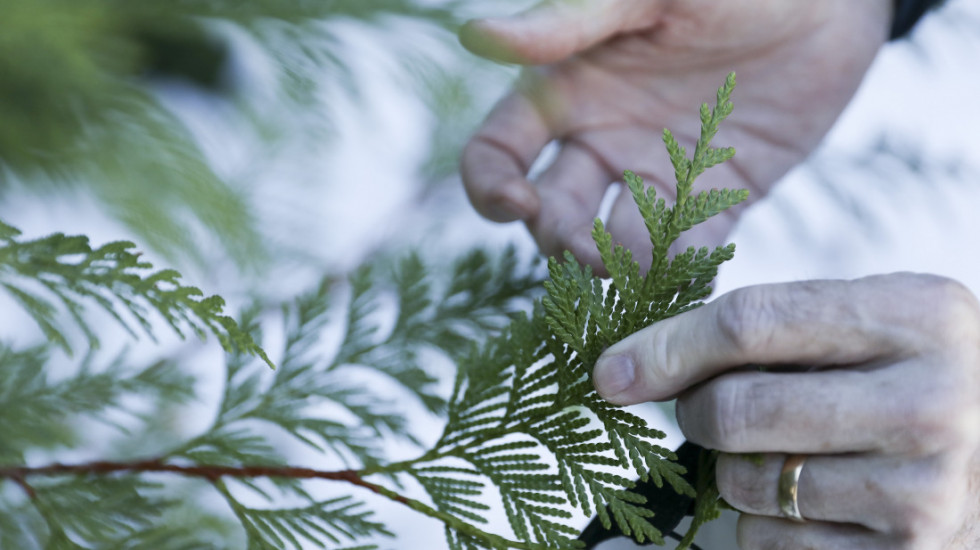 Apel preduzeća "Zelenilo-Beograd" uoči praznika: Kupujte jelke sa busenom