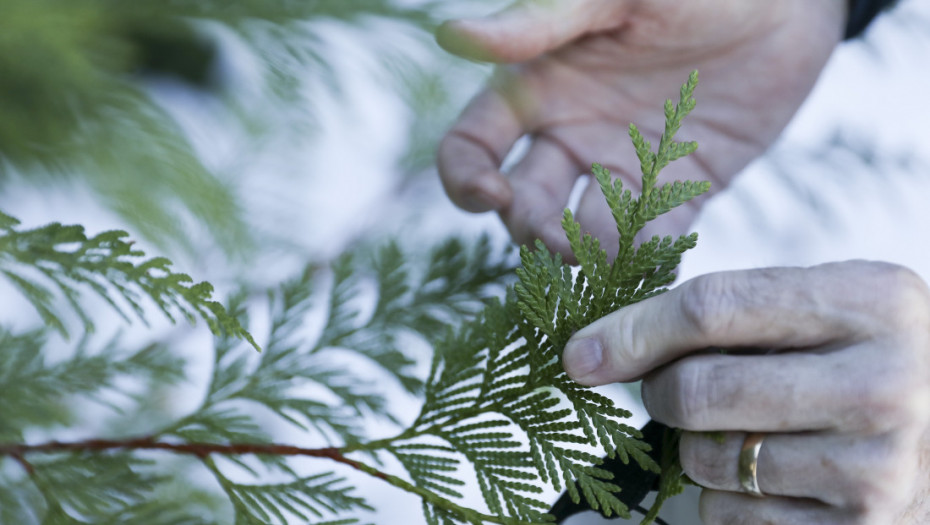 Apel preduzeća "Zelenilo-Beograd" uoči praznika: Kupujte jelke sa busenom