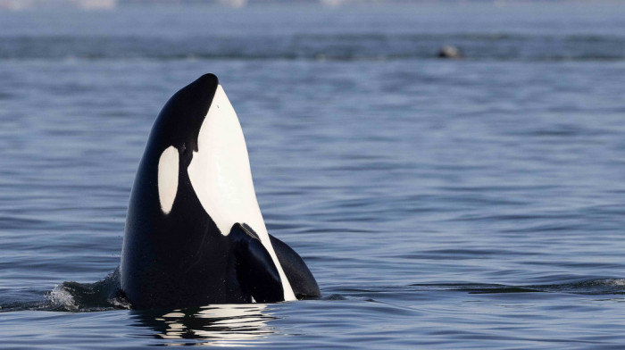Došli na metar od čamaca: U Kaliforniji zapanjeni prizorom orki na južnoj obali