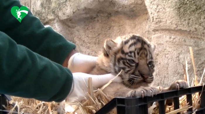 Zoo-vrt u Rimu dobio "zlata vredno" pojačanje: Rođeno mladunče tigra čija je podvrsta u riziku od izumiranja (VIDEO)