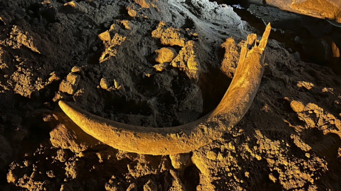 U rudniku u Severnoj Dakoti pronađena kljova mamuta stara bar 10.000 godina