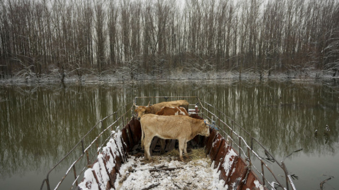 Na bezbedno prebačene dve ture od po 30 životinja: Sutra nastavak evakuacije konja i goveda sa Krčedinske ade