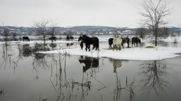 Konji i dalje na Krčedinskoj adi, iz Vojvodinašuma za sutra najavljuju evakuaciju
