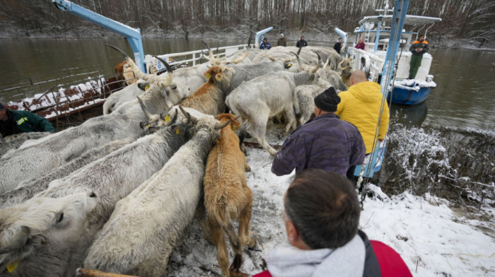 U toku evakuacija zarobljenih konja i krava sa Krčedinske ade: Danima bili bez hrane, vlasnici molili za pomoć