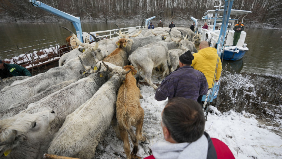 U toku evakuacija zarobljenih konja i krava sa Krčedinske ade: Danima bili bez hrane, vlasnici molili za pomoć