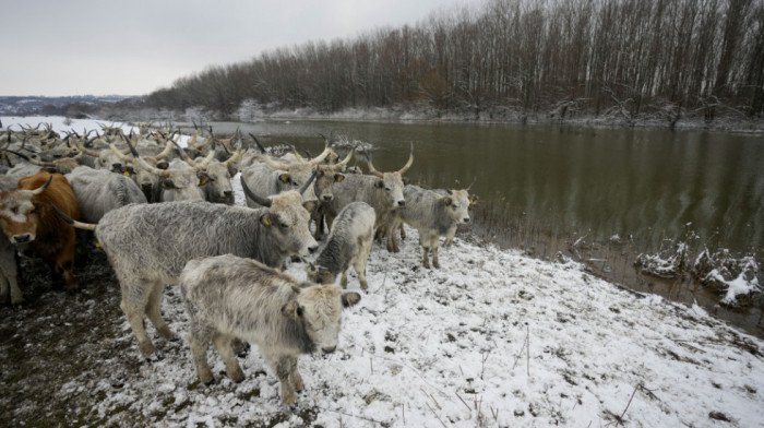 Evakuacija životinja na Krčedinskoj adi: Danas pauza, akcija se nastavlja sutra, na ostrvu ostalo 12 krava i konji