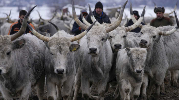 Nastavlja se evakuacija životinja sa Krčedinske ade: Baržom se prevoze krave, za divlje konje i dalje neizvesno