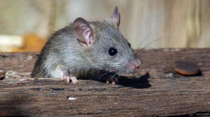 Kao lik iz filma "Ratatuj": Miš snimljen kako svake noći rasprema nered u radionici