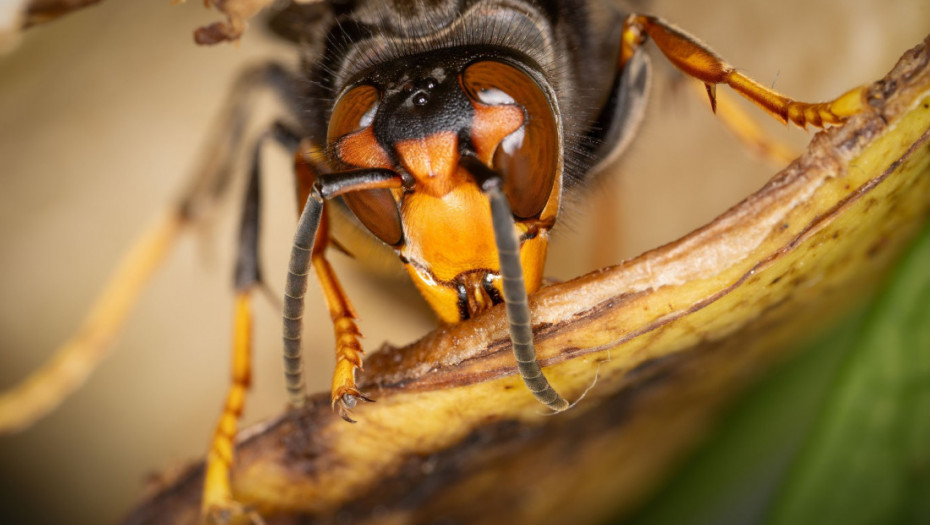 Azijski stršljen ubija pčele u Evropi: Poslanici EP zabrinuti, insekti doveli do pada proizvodnje meda