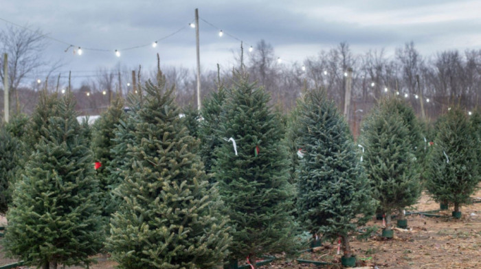 Gde prirodne jelke završavaju posle praznika: Nađite novu ulogu najlepšem novogodišnjem ukrasu
