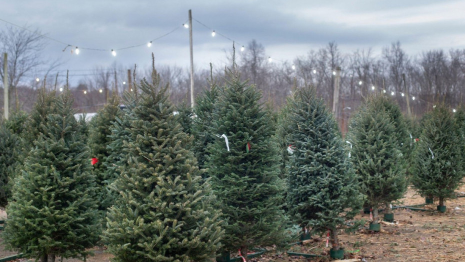 Gde prirodne jelke završavaju posle praznika: Nađite novu ulogu najlepšem novogodišnjem ukrasu