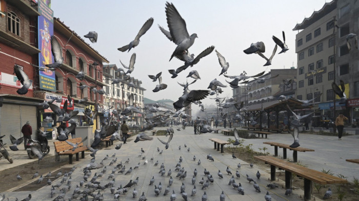 Proveo osam meseci u zatočeništvu: Policija u Indiji oslobodila goluba za koga se sumnjalo da špijunira za Kinu