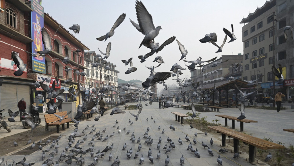 Proveo osam meseci u zatočeništvu: Policija u Indiji oslobodila goluba za koga se sumnjalo da špijunira za Kinu