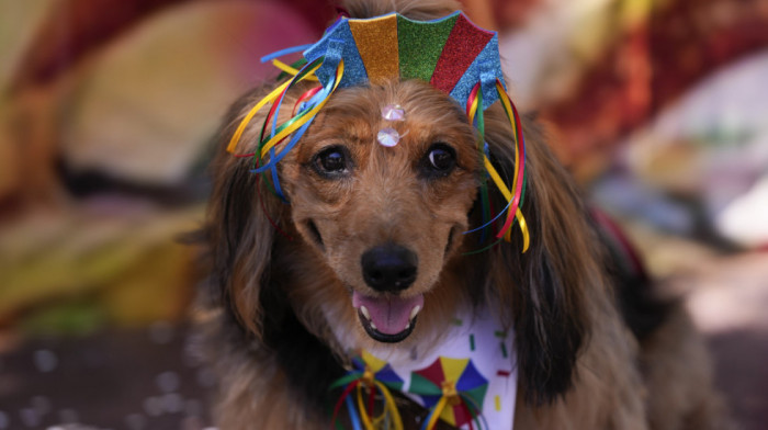 I psi imaju svoj karneval u Brazilu: Životinje u kostimima paradirale ulicama Rio de Žaneira