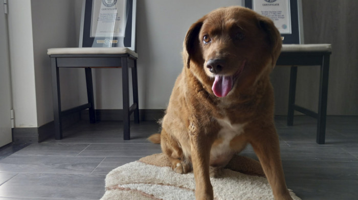 Portugalskom psu Bobiju posthumno oduzeta titula najstarijeg psa na svetu