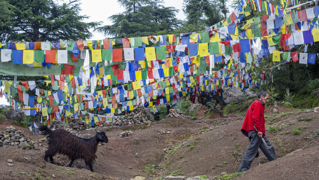 Kineski naučnici prvi put klonirali tibetanske koze