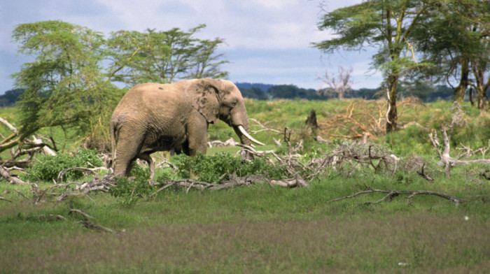 Tragedija na safariju u Zambiji: Slon nasrnuo na vozilo sa turistima, poginula žena, petoro povređenih