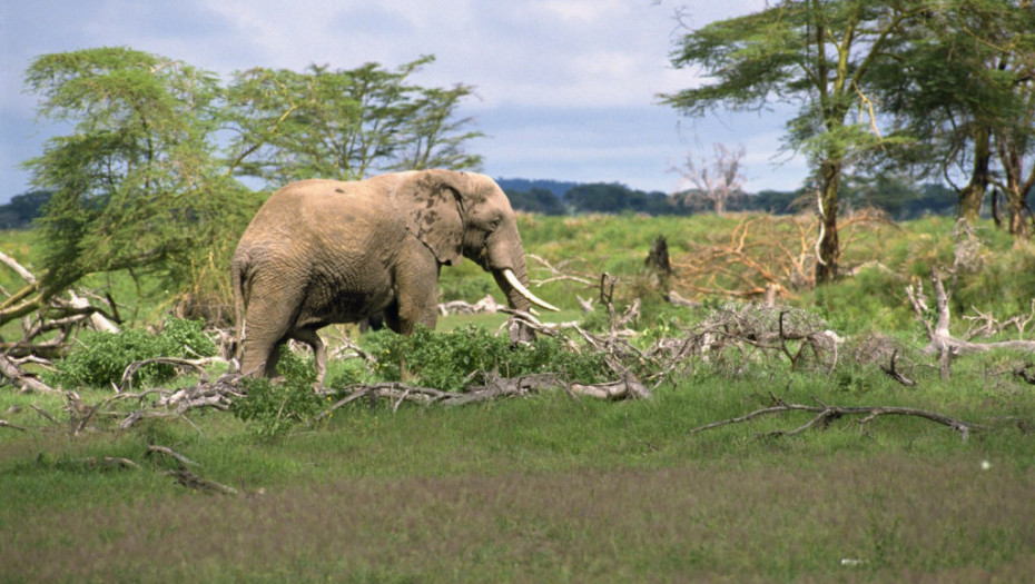 Tragedija na safariju u Zambiji: Slon nasrnuo na vozilo sa turistima, poginula žena, petoro povređenih
