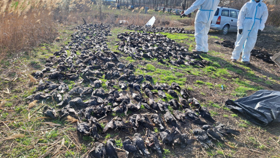Stravičan prizor kod Kikinde – polja puna mrtvih ptica, sumnja se na trovanje