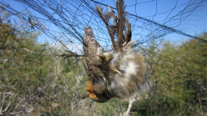 Više od 400.000 ptica pevačica uhvaćeno i ubijeno na Kipru prošle jeseni