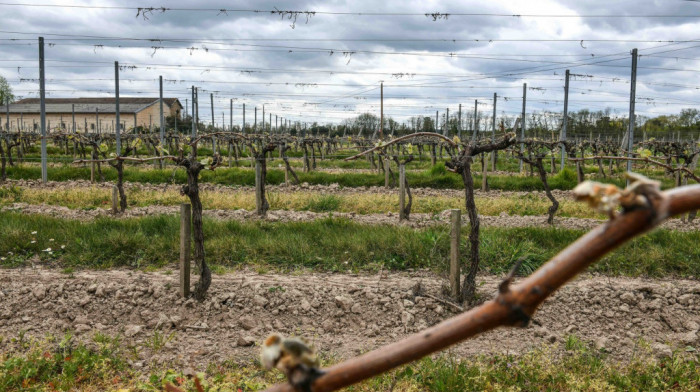 Australijski farmeri uništavaju milione čokota vinove loze zbog viška vina