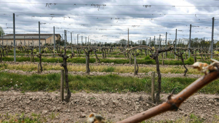 Australijski farmeri uništavaju milione čokota vinove loze zbog viška vina