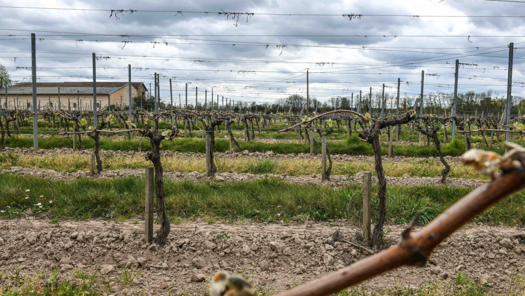 Australijski farmeri uništavaju milione čokota vinove loze zbog viška vina