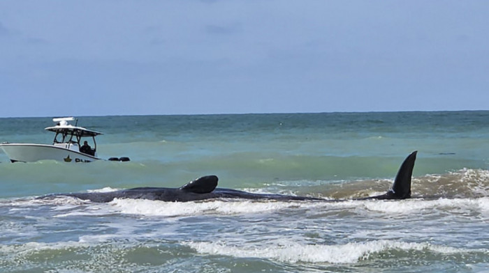 Uginuo kit zuban koji se nasukao na peščani sprud kod obale Floride