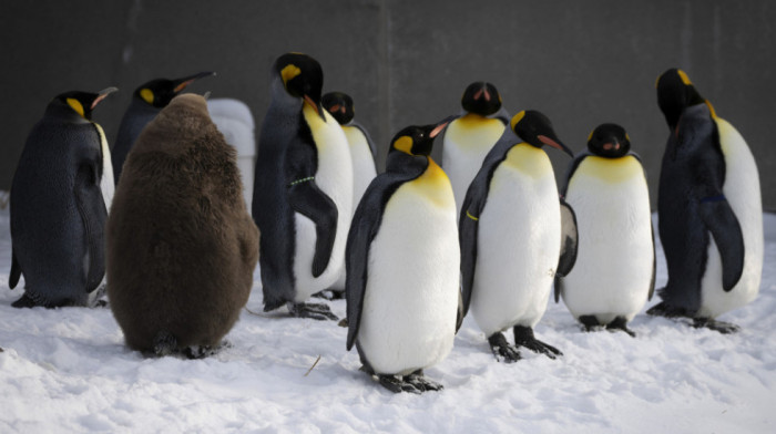 I pingvini na udaru ptičijeg gripa: Virus već hara Antarktikom, a stigao je i na izolovano ostrvo "usred ničega"