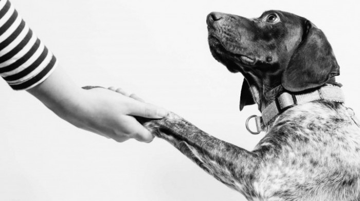 Psi nam ulepšavaju život na mnogo načina: Nova studija pokazala zašto je druženje sa ljubimcima tako dragoceno