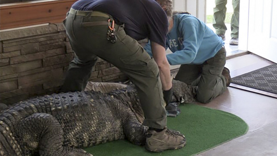 Vlasti Njujorka otkrile aligatora teškog 340 kg koji je ilegalno držan u kući